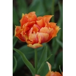 Tulip Willem van Oranje